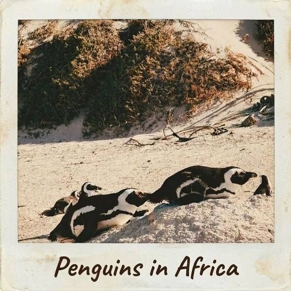 Penguins in Africa